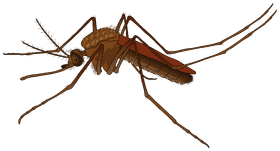 Ultimate Mosquito Repellent Protection Solution PNG