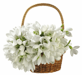 Delicate White Flower Basket Arrangement PNG