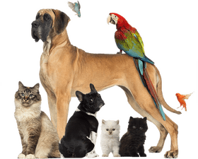 Essential Pet Stuff for All Your Furry Friends PNG