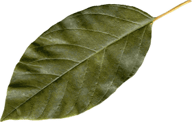 Leaf Blower Ultimate Garden Cleanup Tool PNG