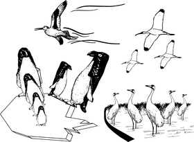 Majestic Black Bird in Elegant Flight PNG