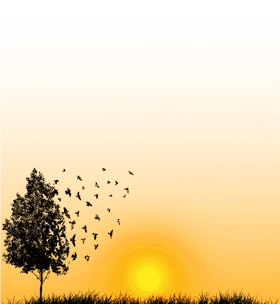 Serene Sunset with Dancing Birds PNG