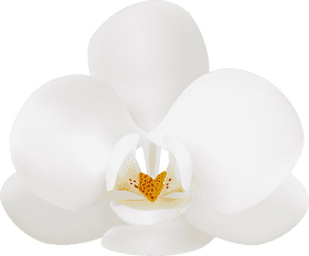 Elegant White Orchid Blossom PNG