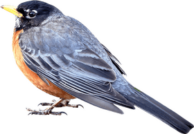 Elegant Songbird Perched on a Branch PNG