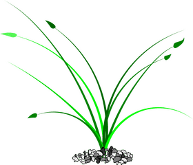 Vibrant Green Grass Sprouting from Stones PNG