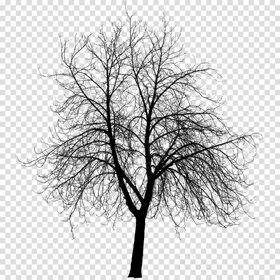 Silent Shadow Tree PNG