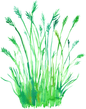 Lush Green Grass in Vibrant Harmony PNG