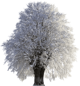 Snow-Covered Majestic Tree of Winter PNG