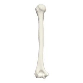 Elegant Long Bone Structure Display PNG