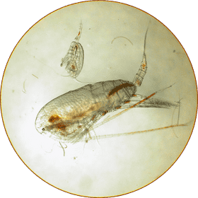 Microscopic Animal Observation A Tiny Aquatic Creature PNG