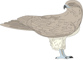 Majestic Bird in Earthen Tones PNG