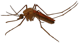 Ultimate Mosquito Repellent Defense Solution PNG