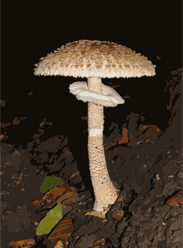 Majestic Mushroom on a Forest Floor PNG