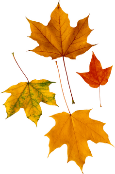 Autumn's Colorful Leaf Symphony PNG
