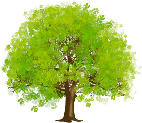 Lush Green Canopy Tree of Life PNG