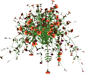 Vibrant Blossoms of the Iris Flower Garden PNG