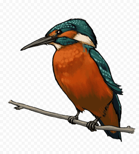 Vibrant Kingfisher Bird Perched on Twig PNG