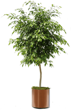 Lush Indoor Plant for Air Purification and Aesthetic Appeal PNG