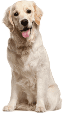 Joyful Golden Dog Companion PNG