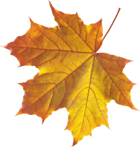 Golden Autumn Leaf Beauty PNG