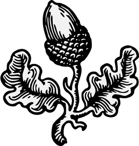 Elegant Acorn Nestled Amongst Oak Leaves PNG