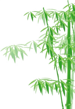 Lush Serenity of the Bamboo Forest PNG