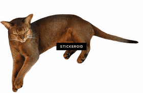 Cozy Cat in Dreamland PNG