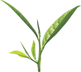 Freshly Brewed Tea Cup of Nature's Essence PNG