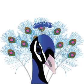 Elegant Peacock Majesty Display PNG