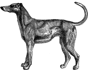 Elegant Sleek Dog in Motion PNG