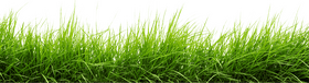 Vibrant Green Grass Swaying in the Breeze PNG