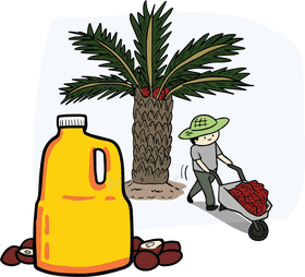 Harvesting Oil from Fertile Palm Trees PNG