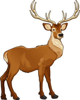 Majestic Stag Picture in Vibrant Detail PNG