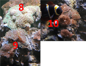 Underwater Coral Reef Exploration PNG