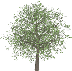 Lush Green Tree of Life PNG