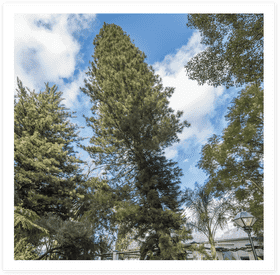 Majestic Pine Cone Tree Against Blue Sky PNG