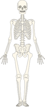 Complete Human Bone Structure Illustration PNG