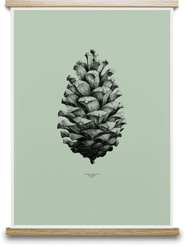 Elegant Pine Cone Illustration on Soft Green PNG
