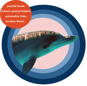 Frisky Atlantic Spinner Dolphin of Bimini PNG