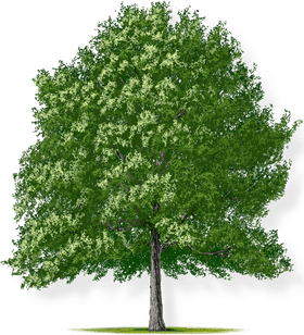 Sheltering Canopy of the Majestic Tree PNG