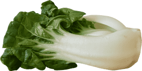 Lush Vegetable Garden Delight Fresh Bok Choy Harvest PNG