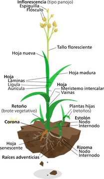 Grass Growth The Resilient Green Life PNG