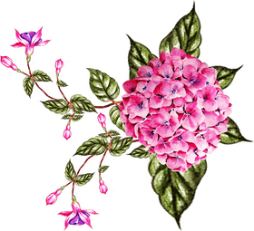 Iris Flower Symphony Nature's Vibrant Palette PNG