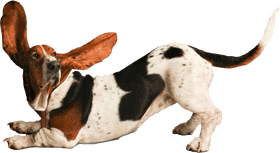 Basset Dog with Oversized Ears in Playful Pose PNG