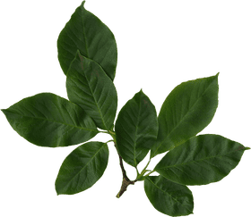 Lush Green Leaf Arrangement PNG