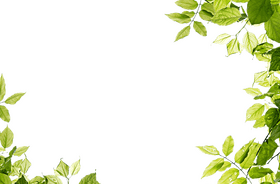 Ivy Leaf Elegance Nature’s Green Frame PNG