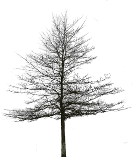 Colorful Whispers of the Tree PNG