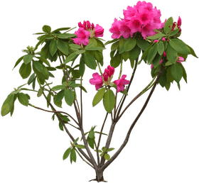 Vibrant Iris Flower Garden Delight PNG