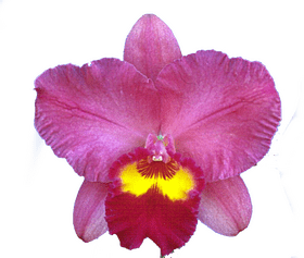 Vibrant Orchid Beauty in Bloom PNG