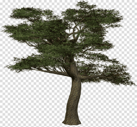 Lush Green Tree with Broad Canopy PNG